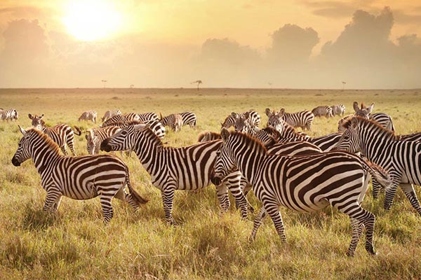 Tanzania safari specialists