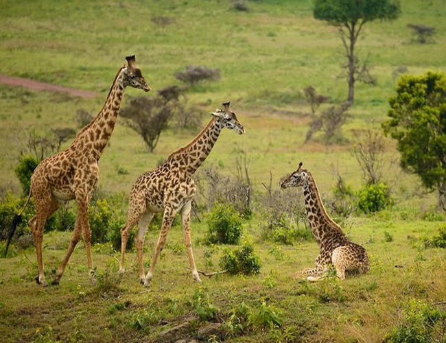 Arusha-National-Park-Day-Trip