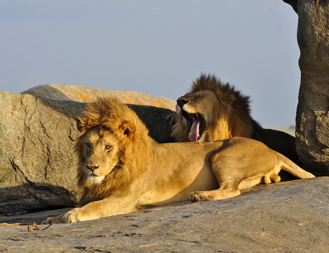 Serengeti-National-Park-Safari