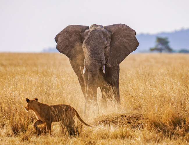 Tanzania-overview-safari