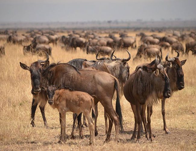3-Days-Wildebeest-Calving-Season-Safari