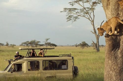 3 Days safari serengeti and Ngorongoro crater