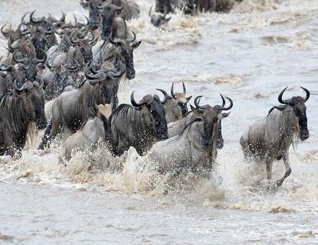 8-Days-Serengeti-Wildebeest-Migration-–-Mara-River-Crossing