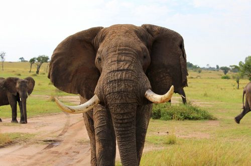 Tanzania-Big-Afrika-Adventures